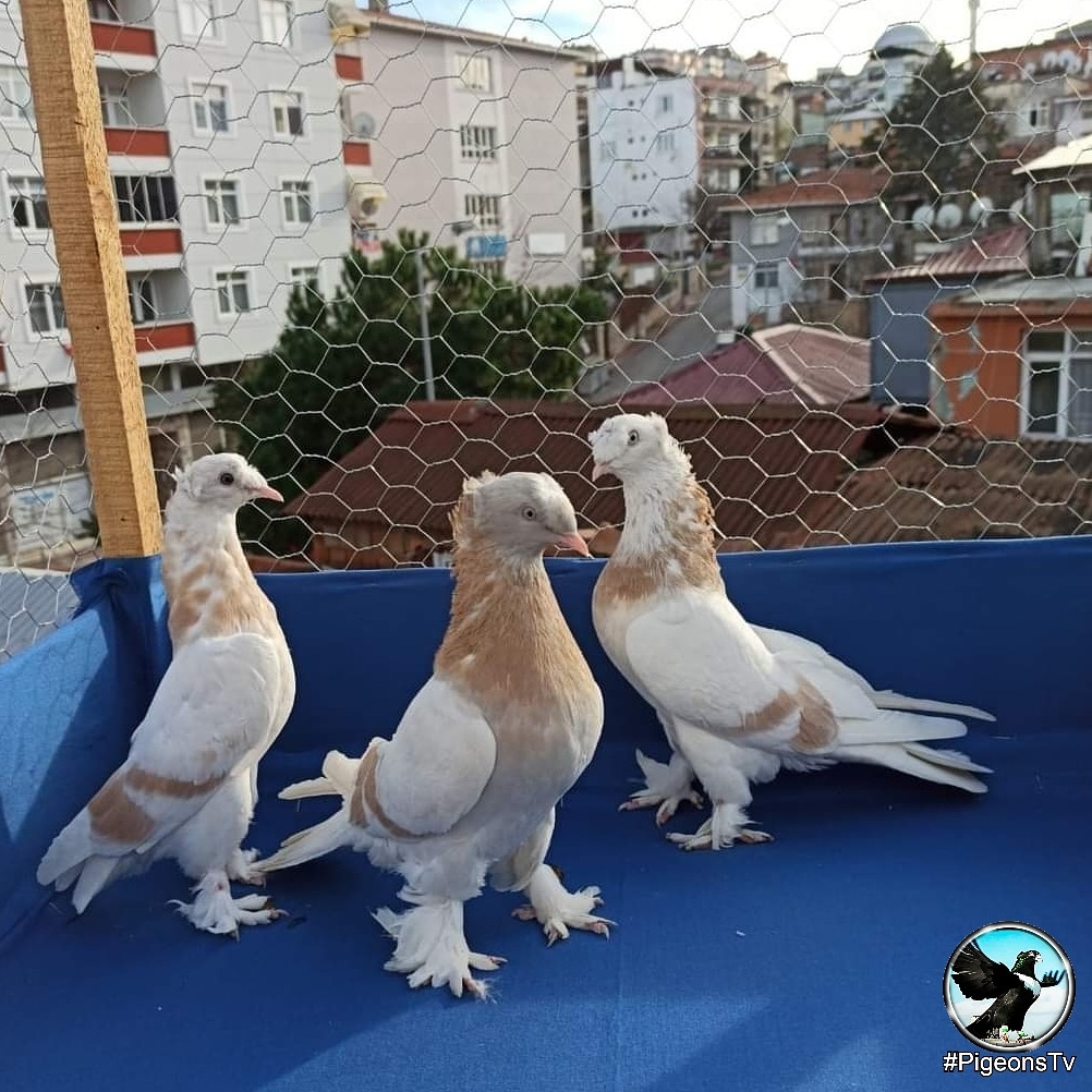 2021 NautiCurl Apparel - Now in Stock! – Page 27 – NautiCurl LLC, image size:1002x1002