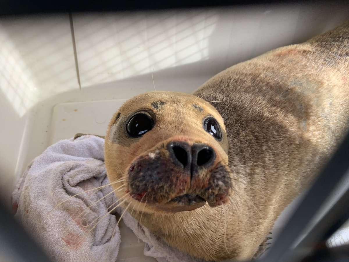 Hi All, yes exciting day indeed volunteering with the amazing @BDMLR to rescue Freddy Mercury the seal from #TeddingtonLock Fishing lure came out in the net and after a clean up and some antibiotics, he will be released at Isle of Sheppey.  Great day ❤️🦭👍 Dr Scott #vet #seal