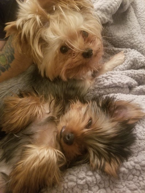 Boo &amp; Cozi #NationalLoveYourPetDay #yorkielife #yorkielovers https://t.co/mnkjLlKlck<a href="/tag/nationalloveyourpetday"class="tags">#NationalLoveYourPetDay</a><a href="/tag/yorkielife"class="tags">#yorkielife</a><a href="/tag/yorkielovers"class="tags"><span>#yorkielovers</span></a>