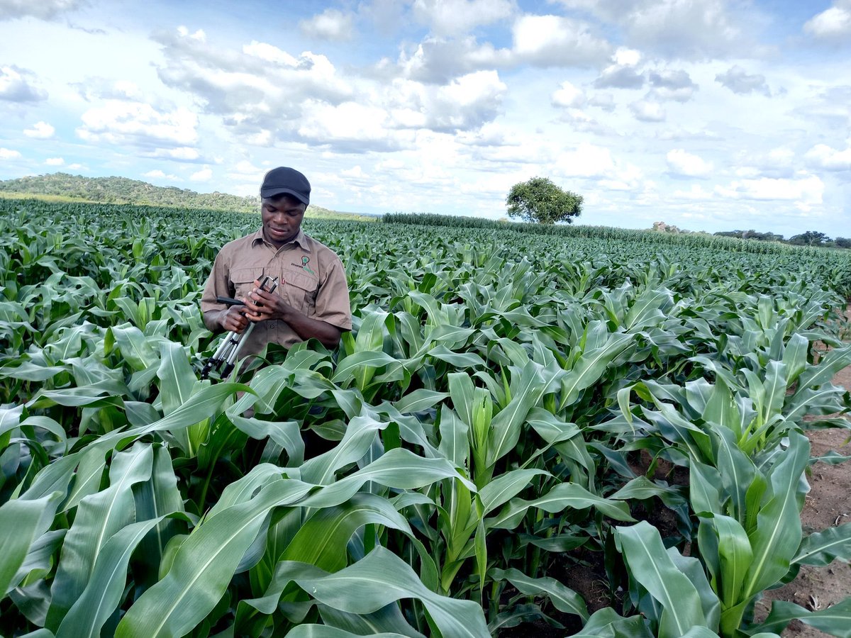 ZanuPFYLUK's tweet photo. We thank the President @edmnangagwa for bringing In A new  sense of trust to the Youth !

As a result of his trust and confidence in Youth we are seeing a sharp rise of Youth participation and we are repaying that back with tremendous results !!

#PRODUCTIONPRODUCTIONPRODUCTION https://t.co/aOo8qu0FNK