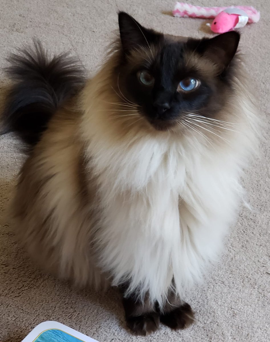BrianXTMO's tweet photo. It's #NationalLoveYourPetDay and #Caturday all rolled in to one for these two. Have a great weekend everyone! #CatsOfTwitter #Cats #TeamRagnar #TeamCairo https://t.co/gElu6Z6Heq