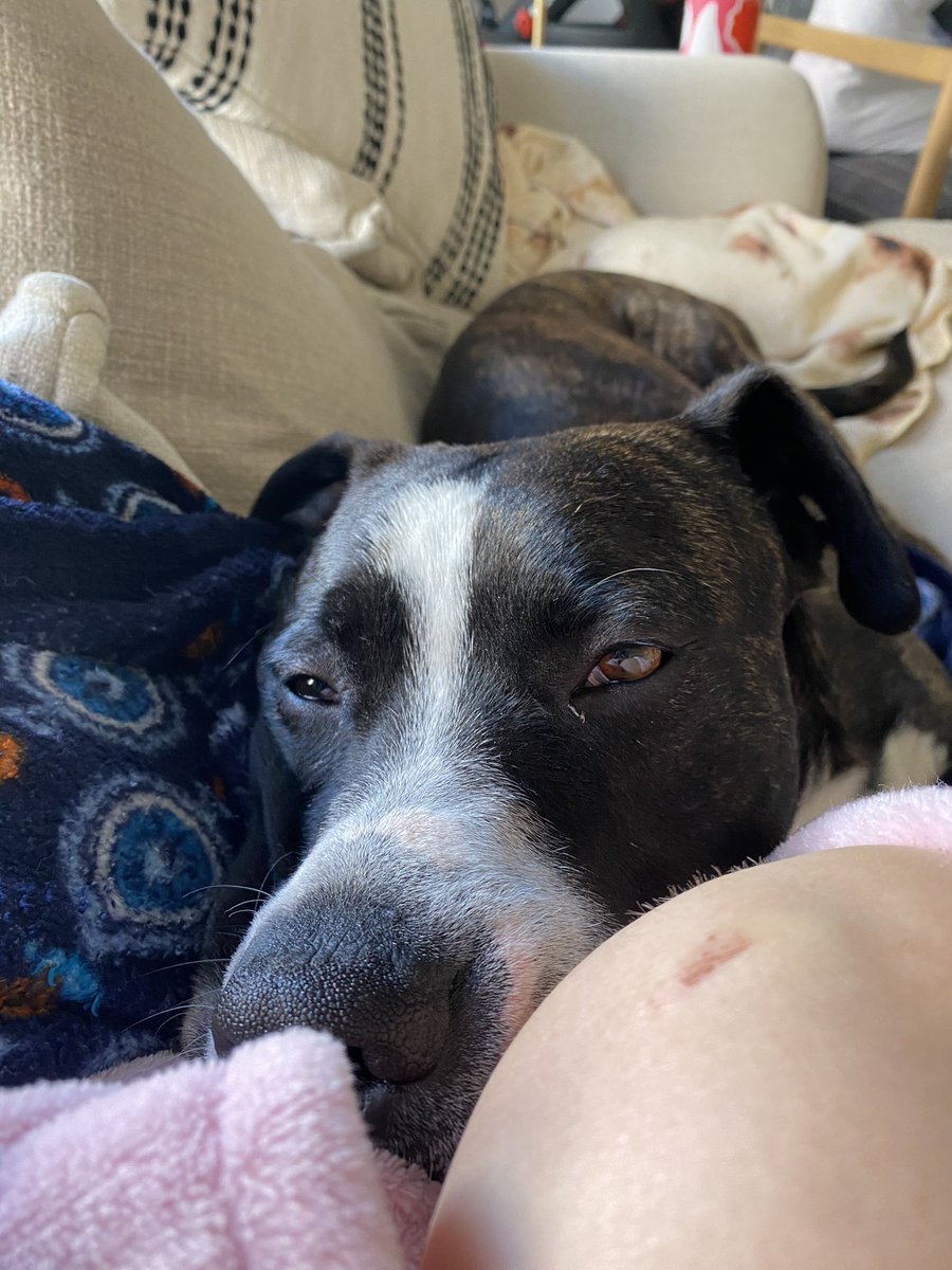paigeandrson's tweet photo. Madison area friends!! My sweet foster boy Jones is up for adoption 💞 he is a 9mo old pit mix who loves squirrels and attention. Having 3 legs instead of 4 does not hold him back!! See https://t.co/NCrLWPevfM or DM me for adoption info!!! @FetchWIRescue https://t.co/LdJxa2o6jP