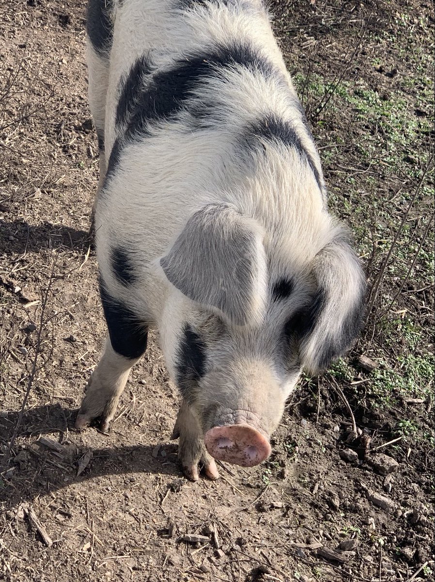 Hello from Sonoma! Charlie’s Acres’ founder Tracy Vogt has been an animal lover her whole life. She created a special space in Sonoma to provide them a second chance and a place for you to meet these incredible animals &amp; hear their stories.