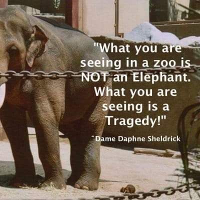 OElephants's tweet photo. 🌴🌡#FREELUCY!!! 🌡🌴
💜🐘 #RetireLucy 🇨🇦💜
"What you are seeing in zoo is NOT an Elephant. What you are seeing is a TRAGEDY !"
🌀Dame Daphne Sheldrick
#Elephants #Zoo #Capitivity https://t.co/69EiIp0YyI