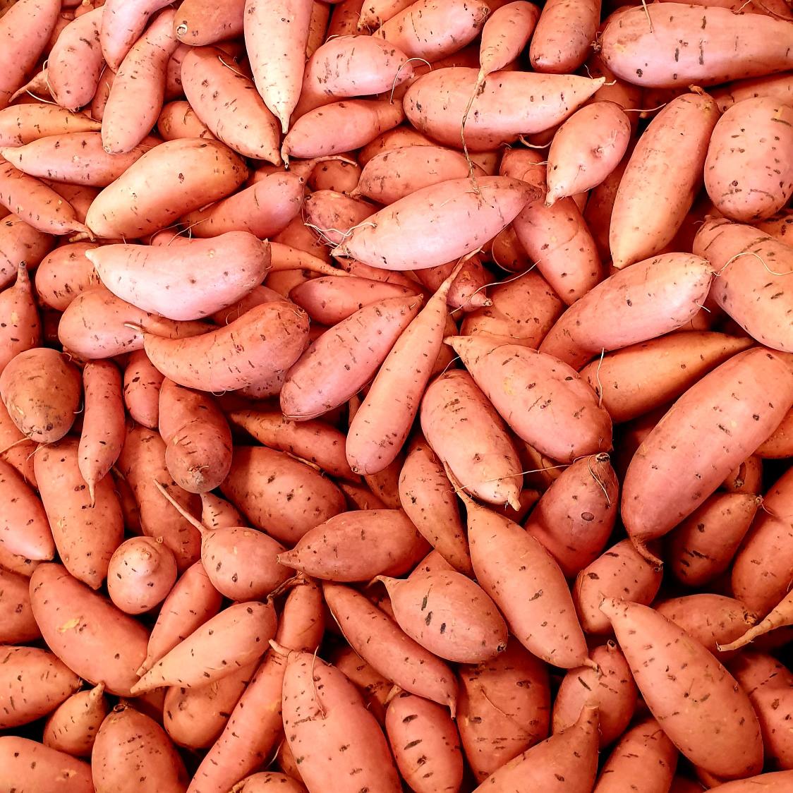 Our 2021 Sweet Potato harvest has begun! With this quality the season looks promising indeed!
#langplaas #sweetpotato #agriculture #landbou #sustainable #healthyfood #healthysoil