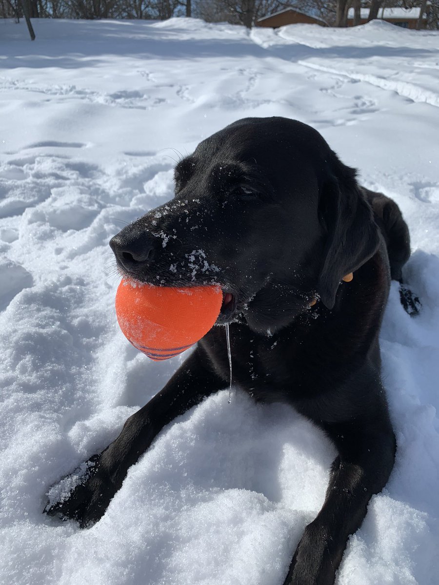 It’s a balmy 25 degrees today! 50 degrees warmer than last Saturday.  #ThinkSpring