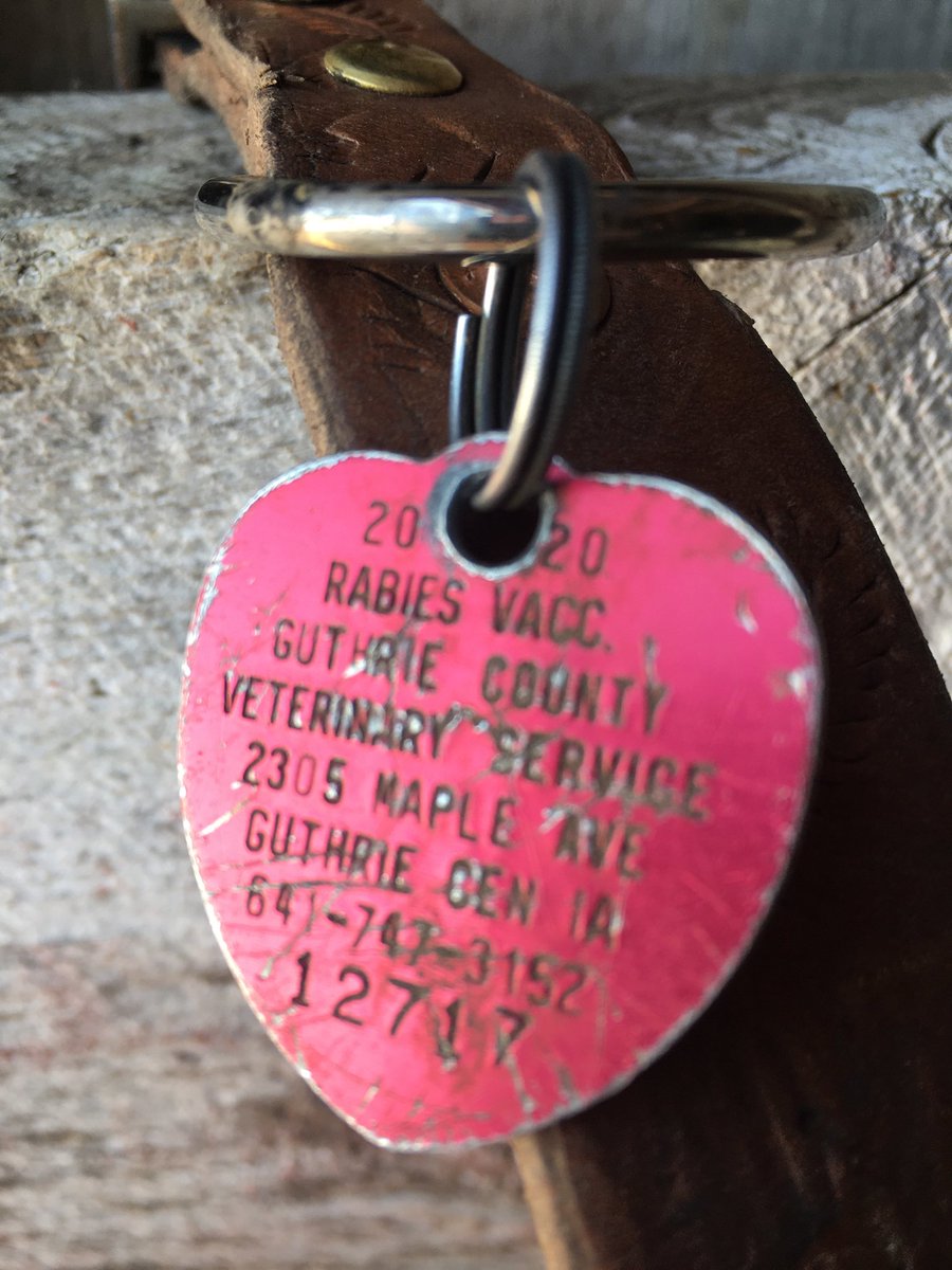 AlFrederick13's tweet image. I’ll start.. this is the tag my young Border Collie has carried for only 4 months. She would rather work than eat.