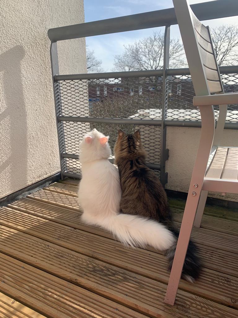 Deze twee kwamen voor het eerst buiten vandaag. Alles was machtig interessant en wij genoten van hun ontdekkingsreis op het balkon 😊  #lente #noorseboskat #kleingeluk