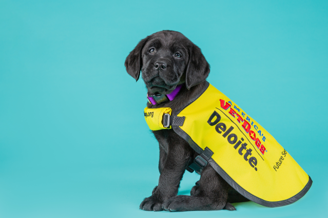 will_lippincott's tweet photo. Meet @BennyServicePup who is training to become a #PTSD #servicedog for a #veteran or #firstresponder. Excited to follow his journey! @guidedogfdn @americasvetdogs #DeloitteServicePup https://t.co/DEQ1Mcvm8D https://t.co/ANuckCphE2