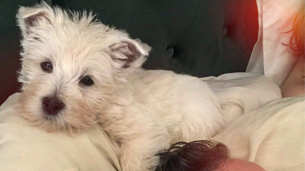 VarnishMedia's tweet photo. Happy #LoveYourPetDay https://t.co/UIYFblfyuf
