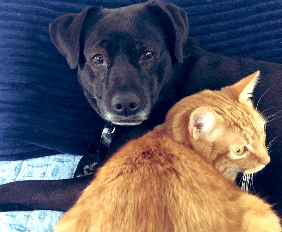 #NationalLoveYourPetDay