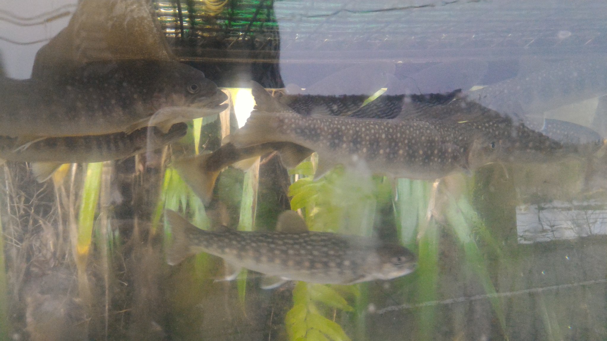 山の岩魚やさん 岩魚 漢字で書くと 岩の魚で イワナ 読めないですよね 白い斑点が特長 無人販売 T Co 4vni0eyvpl Twitter