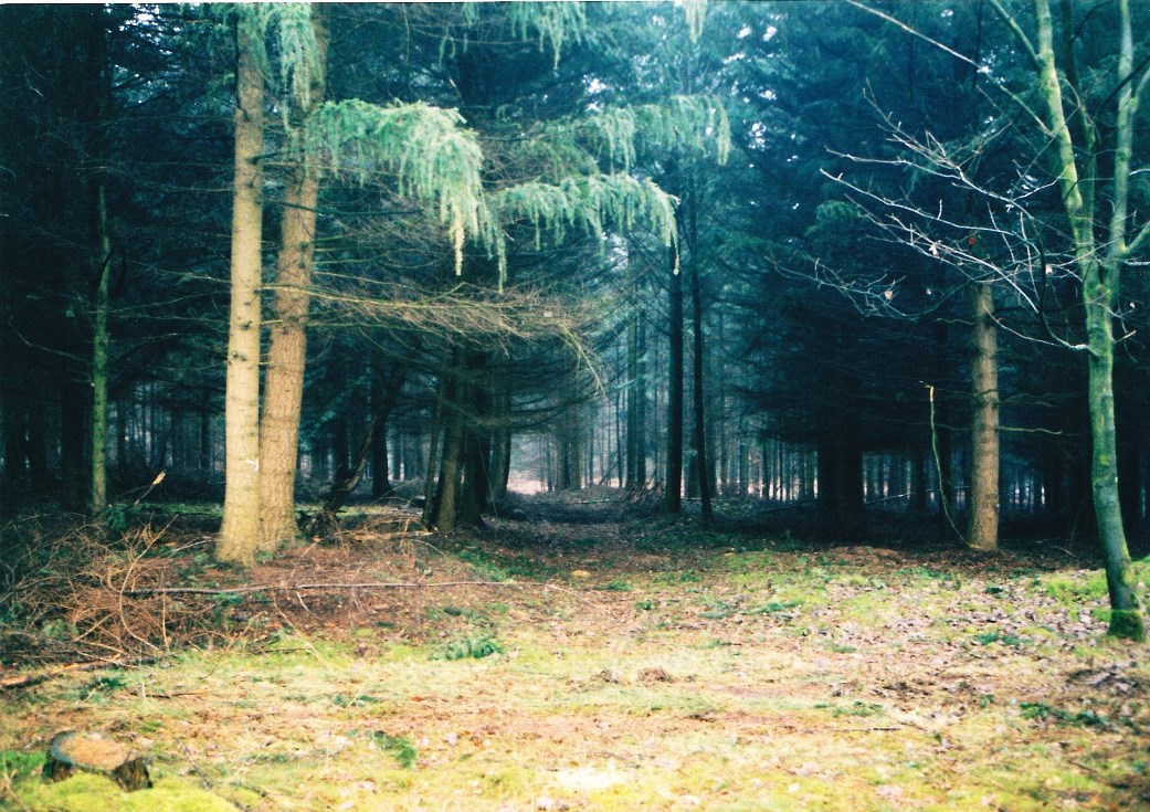 JAH5198's tweet photo. @project4_4 @CanadianArmy Several years ago, I toured the #OperationVERITABLE extensively. I was particularly interested in the battle at Moyland Wood, 9th Cameronians, then R Winnipeg Rifles and Can Scots. I will post those pics idc. 
Some atmospheric photos from the #Reichswald near Kleve #OpVERITABLE https://t.co/IzaGqWhPO4