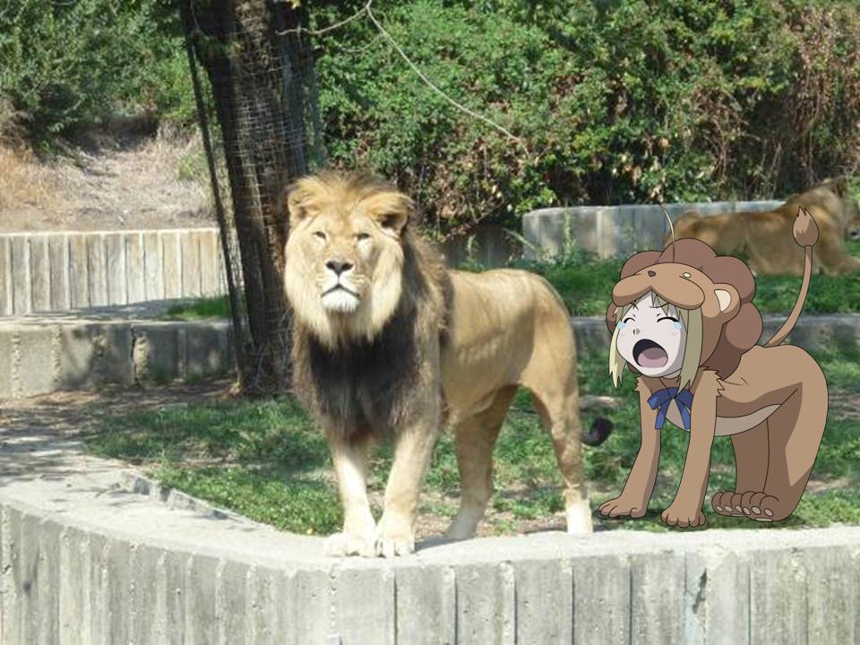 AdriRonoa's tweet photo. Se ha avistado un nuevo león macho en el Zoo de Madrid. #Espanacore https://t.co/L76islKa1l
