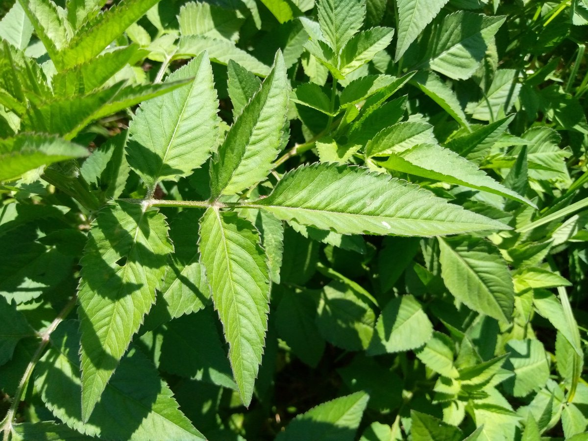 SabzerAzoh's tweet photo. Black jack is an excellent plant for prevention and treatment of breast, prostate, colon, and any type of cancer. Antioxidants in black jack are powerful enough to stop cancer growth and kill cancer cells... https://t.co/ABoHqt650a