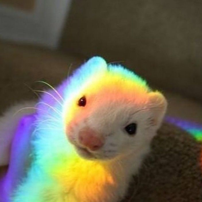 Ferrets4Elaina's tweet photo. #elatwt #plantdadtwt Ranboo is lovely, go drop him a sub for the Trevor Project. https://t.co/j0eWzzKy0i