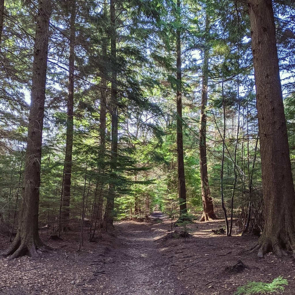CraigBaldwin's tweet photo. A walk just to be somewhere that isn't the same South Croydon streets or Croydon city centre over and over. 

#spring #woods #trees #forest #walk https://t.co/oOV0WeaCkZ https://t.co/lS4CXWYrGQ