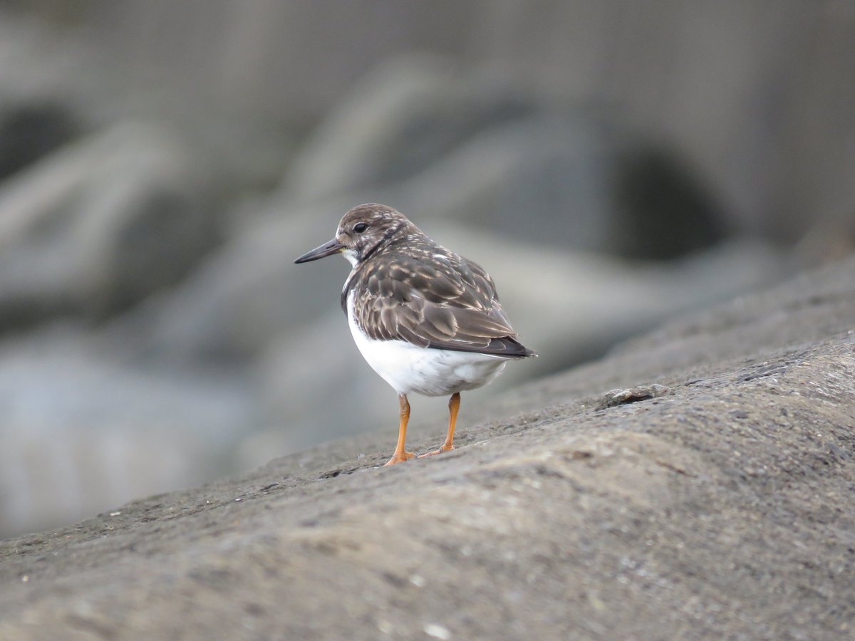 michael00771491's tweet photo. Another 20ml on the clock with only Kittiwakes added to the #OFFH yearlist #107. Notable count of RTD btw Ryhope and Seaham 31 also 4 GCG with them.49 Redshank in Seaham harbour.@DurhamBirdClub #birding (2 Grey Seal and Porpoise) https://t.co/mipkpSmU91