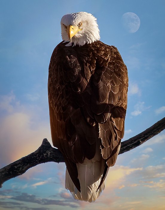 New artwork for sale! - "Eagle at Sunset" - fineartamerica.com/featured/eagle… @fineartamerica