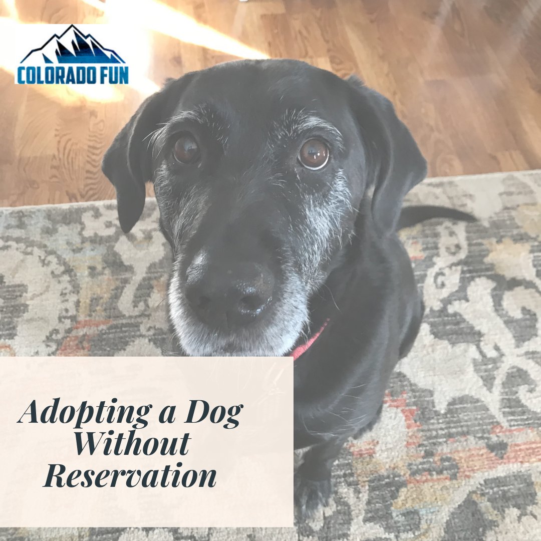 Colorado_Fun's tweet photo. "Tucked into the swarm of her littermate’s legs and tails, she seems content until approached. She’s afraid. But, she’s also a survivor."

To read the full article, visit https://t.co/hURur5qSxF

#dogs #colorado https://t.co/eBzfPo40rY