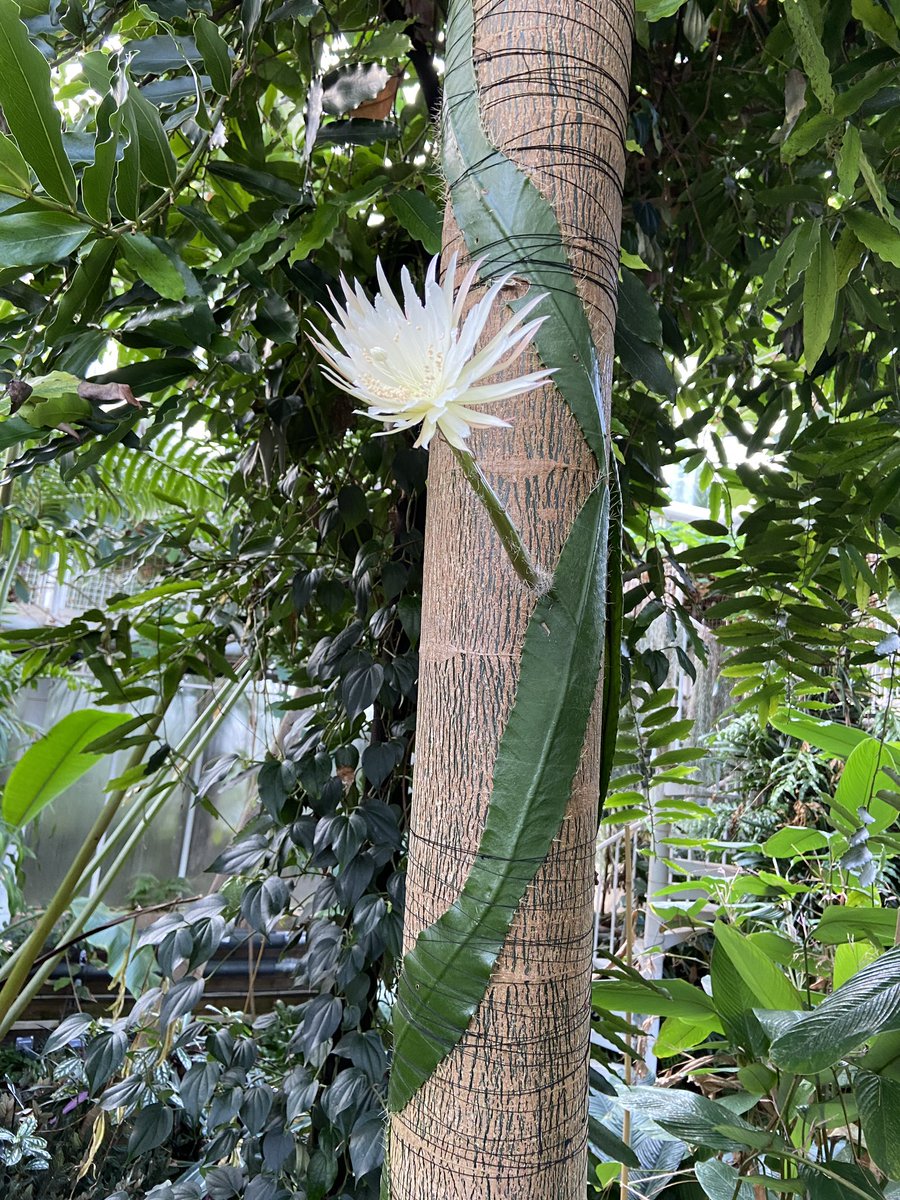 Hear more about our Moonflower tonight as <a href="/AliFortescue/">Ali Fortescue</a> <a href="/SkyNews/">Sky News</a> was here to see it open live - her bulletins will run throughout the eve