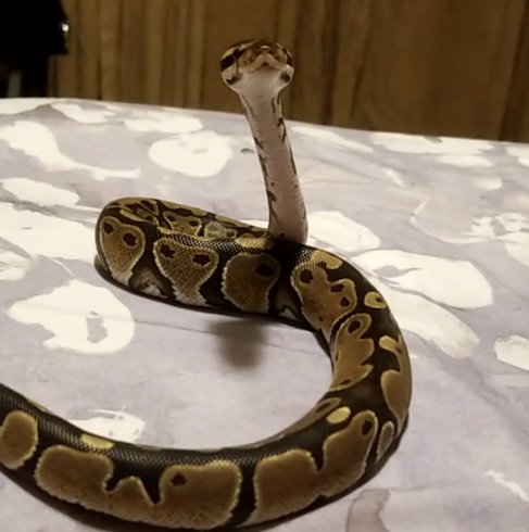 SnakeHour's tweet photo. https://t.co/ZgIxI1p2kU