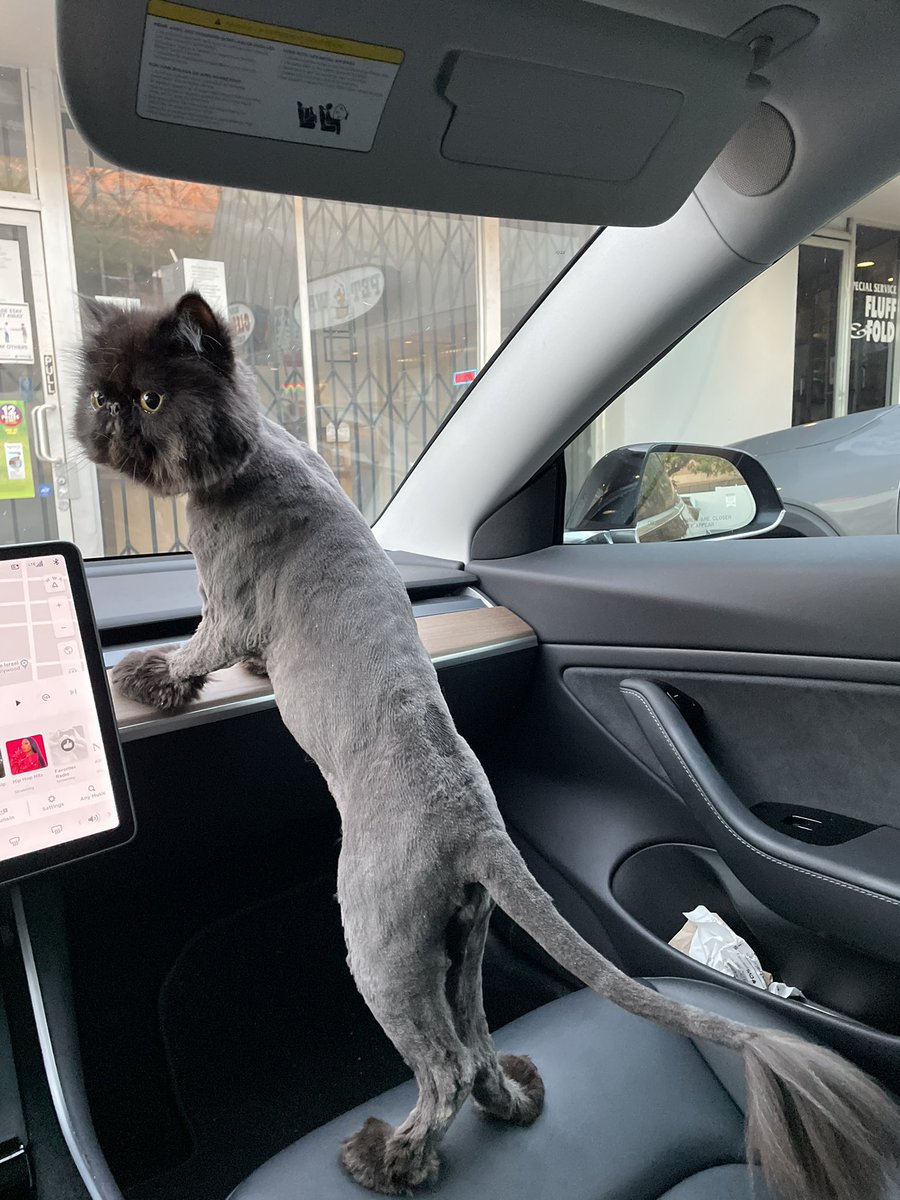 streetbets_ai's tweet image. #meowMode ?