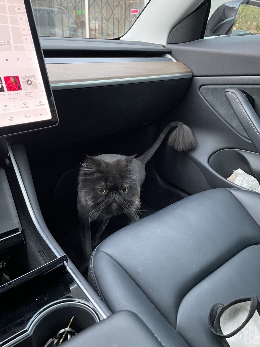 streetbets_ai's tweet image. #meowMode ?