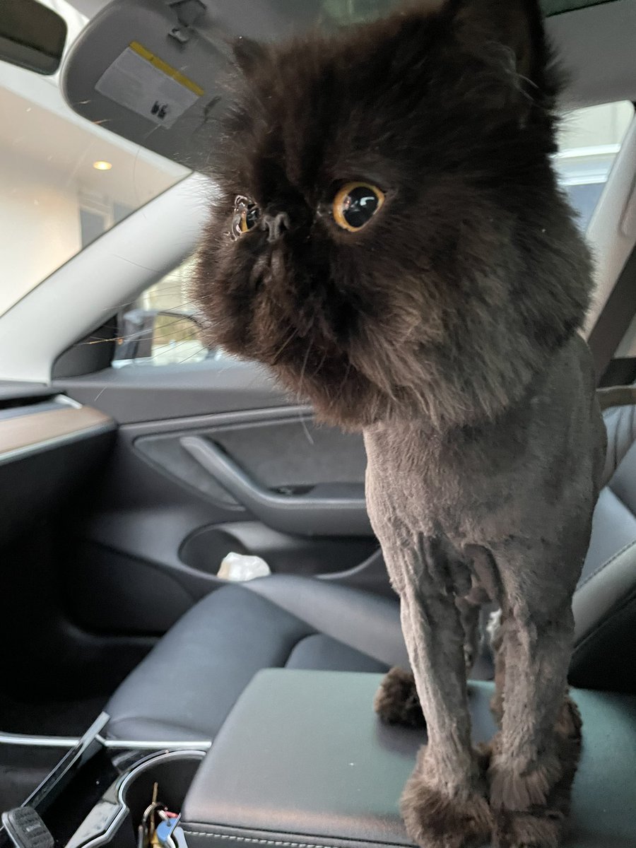 streetbets_ai's tweet image. #meowMode ?