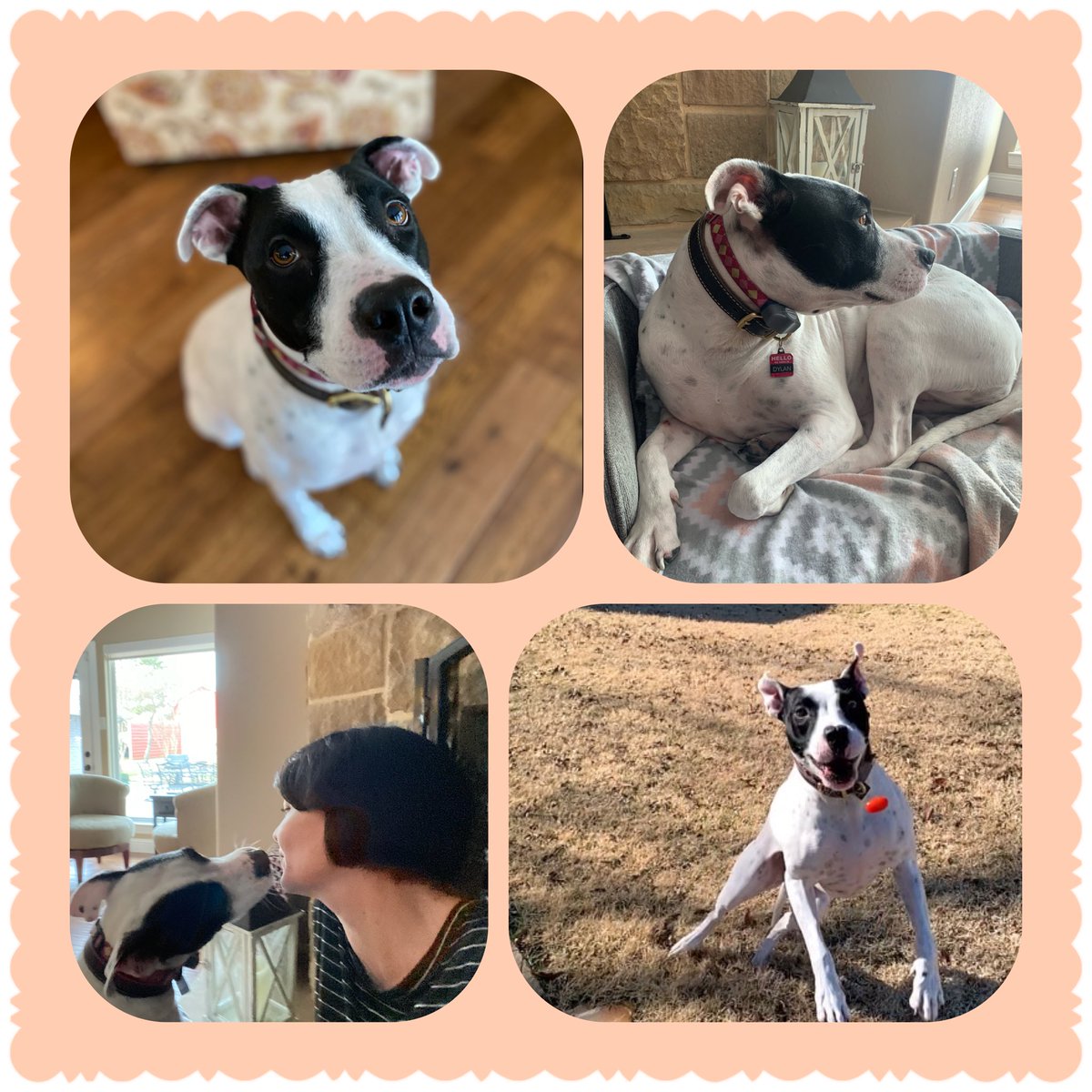 #NationalLoveYourPetDay you say? Sweet Dylan is a much loved member of our family every day!!  🐾🐾❤️