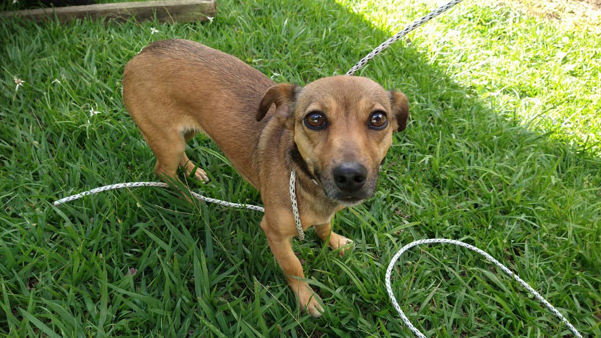 Hola, ayer por cerritos en donde trabajo atropellaron esta perrita, la revisé y se encuentra bien de salud, sin embargo tiene mucho miedo y a pesar de que la solté no se ha querido ir. Si alguien quiere adoptarla o conoce un hogar para ella le agradezco la ayuda. https://t.co/LtJsLqXBhS