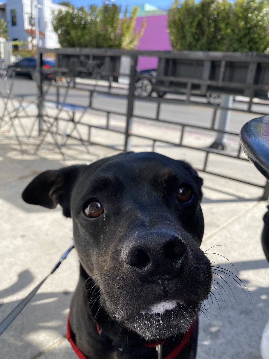 kdallabetta6's tweet photo. tell me he doesn’t look like a little seal https://t.co/ZG6xqhfKs9