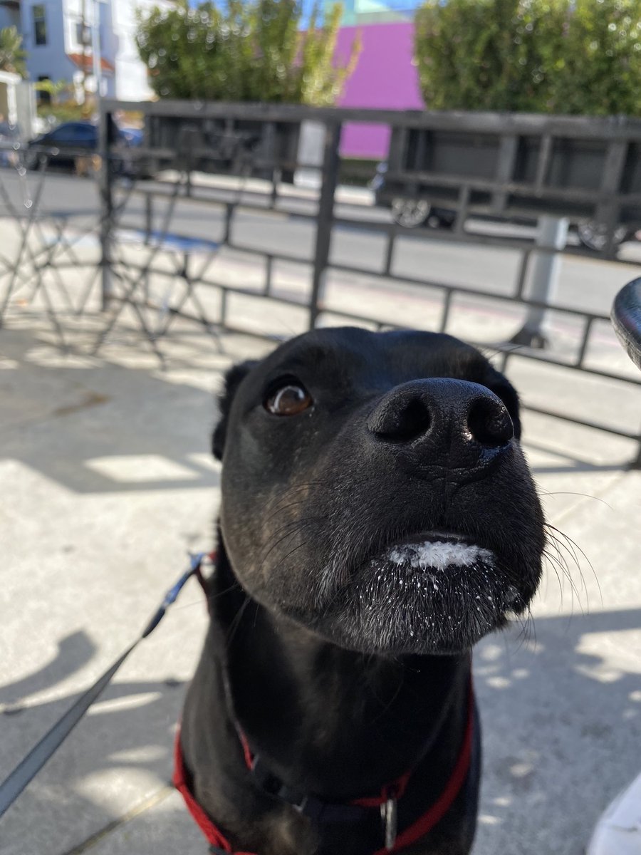 kdallabetta6's tweet photo. tell me he doesn’t look like a little seal https://t.co/ZG6xqhfKs9