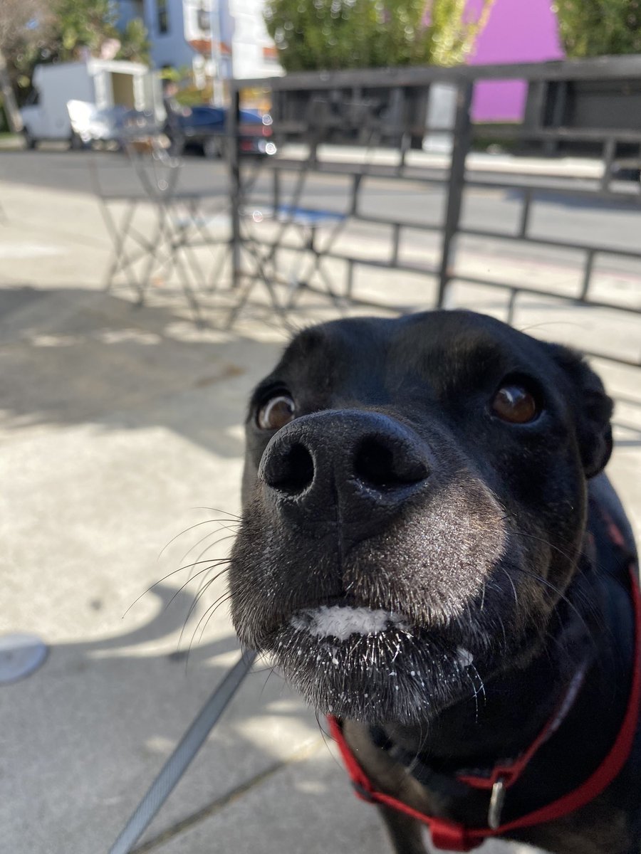 kdallabetta6's tweet photo. tell me he doesn’t look like a little seal https://t.co/ZG6xqhfKs9