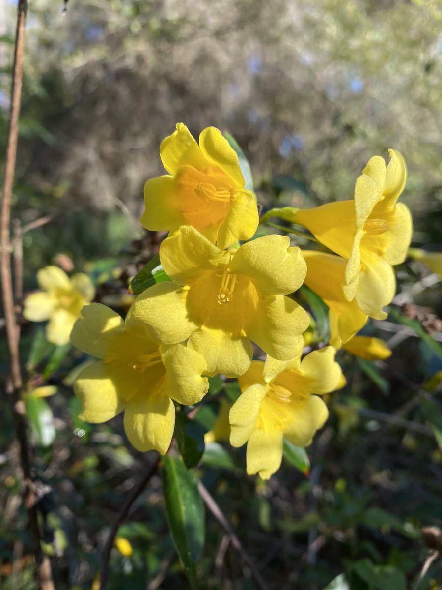 dolbyl's tweet photo. Such a gorgeous day!!! Walked today from Lake Monroe Park to Gemini Springs. I also placed a few Kindness Rocks 🪨 on the trail ☺️. #optoutside #getoutside #TwitterNatureCommunity #kindnessrockproject #trees #eagle #flowers #SaturdayVibes #Florida #floridatrails #lakemaryrocks https://t.co/rVGbswFt6k