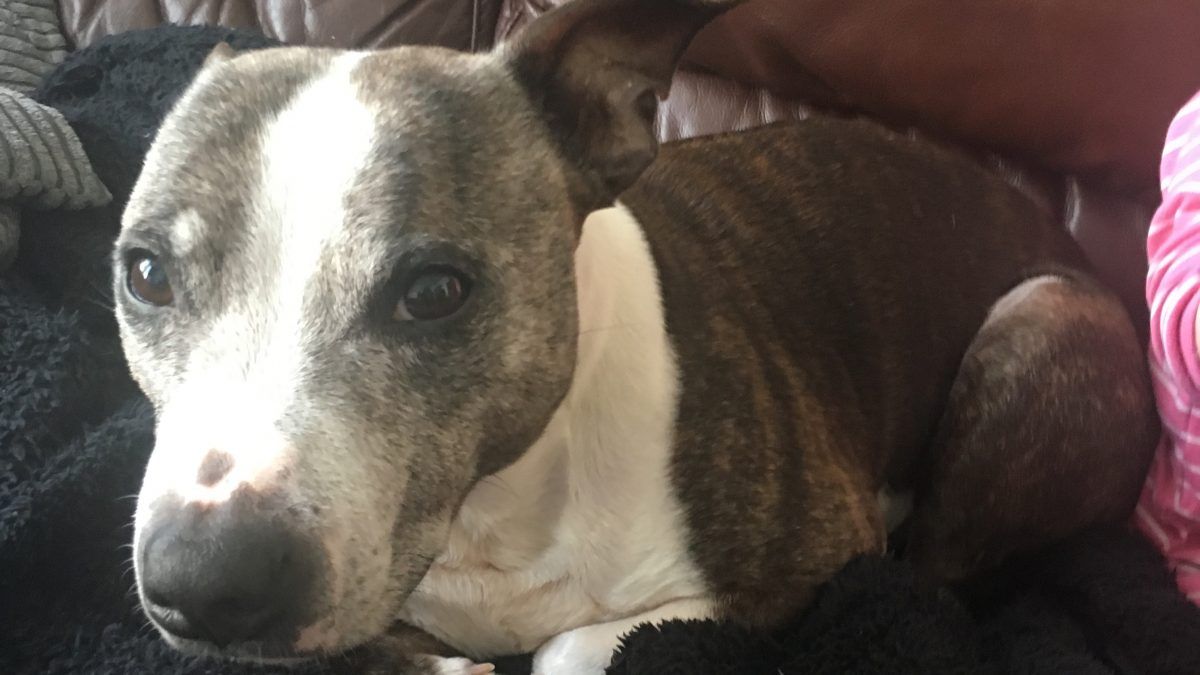 cpccares's tweet photo. Kilo keebs
Apr07 - Feb21

Kilo you are the most amazing dog! we miss you so much You have left a massive paw print in our hearts. Rest in peace see you again one day over the rainbow bridge! We will meet again I feel so blessed to have had you
XxxRIPxxX

https://t.co/7WAZJkHW0l https://t.co/n5NMZaH46E