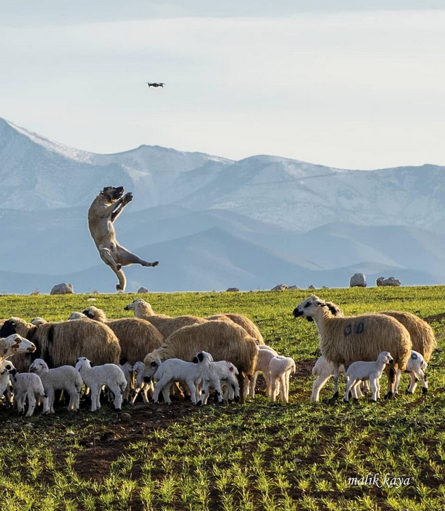 curdistani's tweet photo. A shepherd dog protecting sheep from drone in Dersim, Kurdistan. 

Photos by Malik Kaya 

#twitterkurds #Turkey #Cemisgezek https://t.co/901oJN3kPY