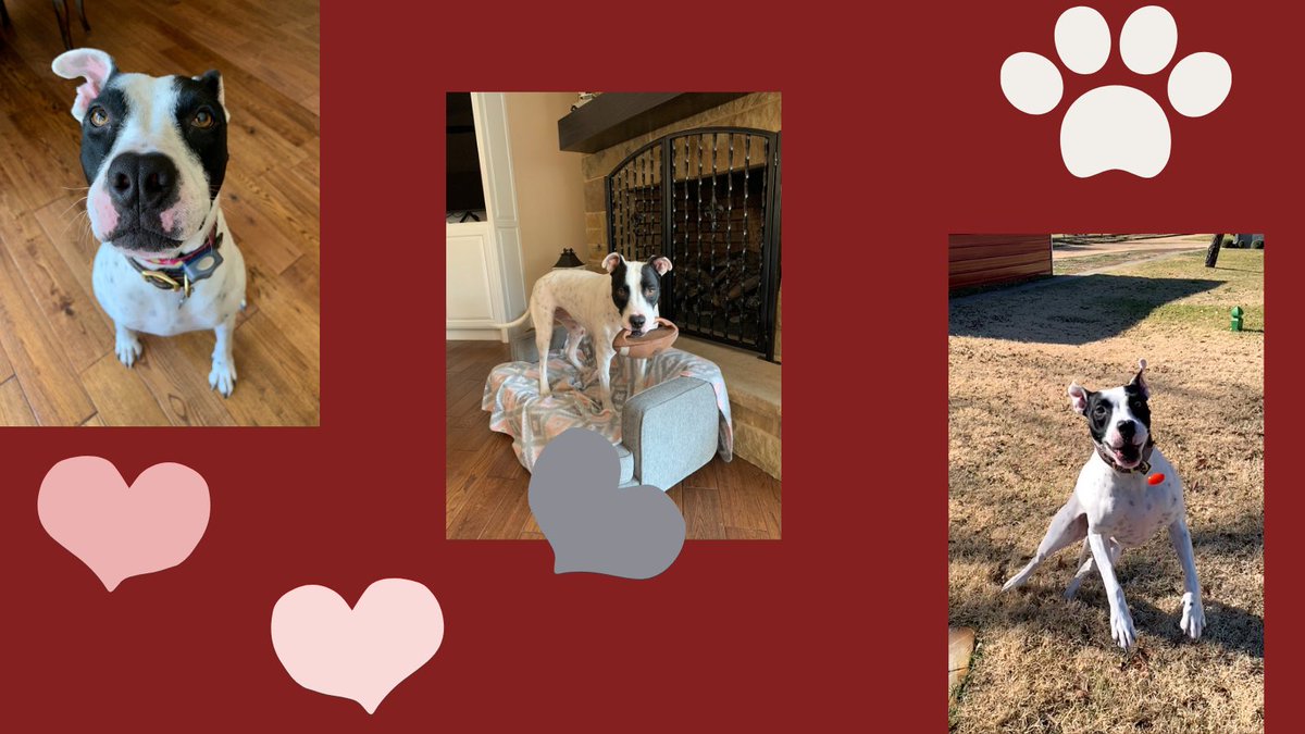 #NationalLoveYourPetDay 
Dylan is the best dog around! So sweet and always entertaining! 🐾 🐾