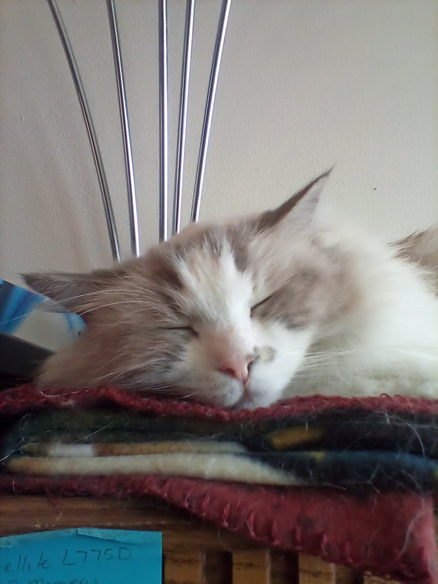 nrodovsky's tweet photo. My good friend @T__Rexington painted a lovely portrait of Smokey just in time for #Caturday cc: @thechrisbarron
#CatsOfTwitter #FloppyCats #RagdollCat https://t.co/J1Zb54o6DZ