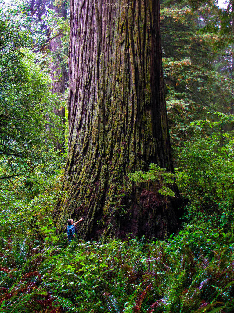 mathilebrandts's tweet photo. This tree...... https://t.co/bwRc4CZSC2