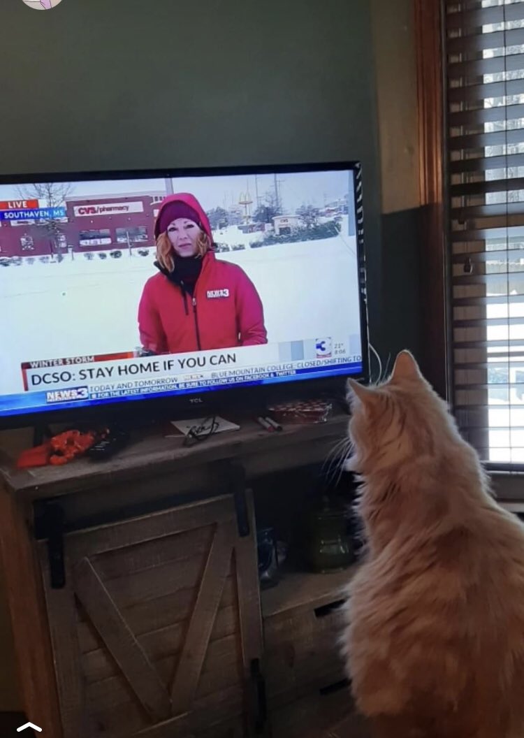 wendynationswx's tweet photo. Delilah digging the snow coverage. #itsagingerthing
#getheraneilsonregistry
BTW, this is the 4th cat-watching-Wendy photo sent to me 🤣 https://t.co/THAivCQsSj
