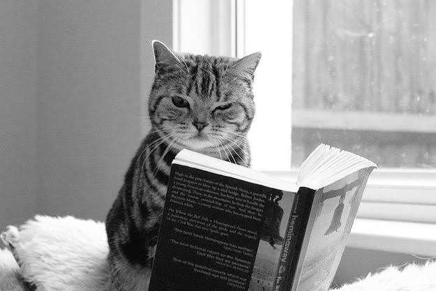 LetrasBreves's tweet photo. " ...el ingeniero quiere ser poeta,
la mosca estudia para golondrina,
el poeta trata de imitar la mosca,
pero el gato
quiere ser sólo gato
y todo gato es gato
desde bigote a cola..."

Pablo Neruda.

#DiaInternacionalDelGato https://t.co/MmBQDH4c9U