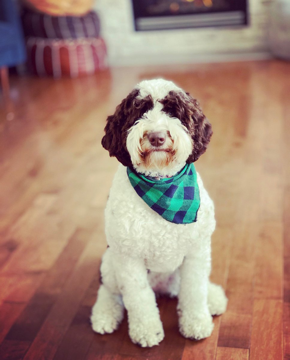 FireChiefReid's tweet photo. Happy 1st #Birthday Wrigley!

Elegant. Sophisticated. Fashion conscious. Fetcher of stuffed ducks &amp; wader of mud bogs anywhere.

#Doodle https://t.co/ptOwffYJXQ