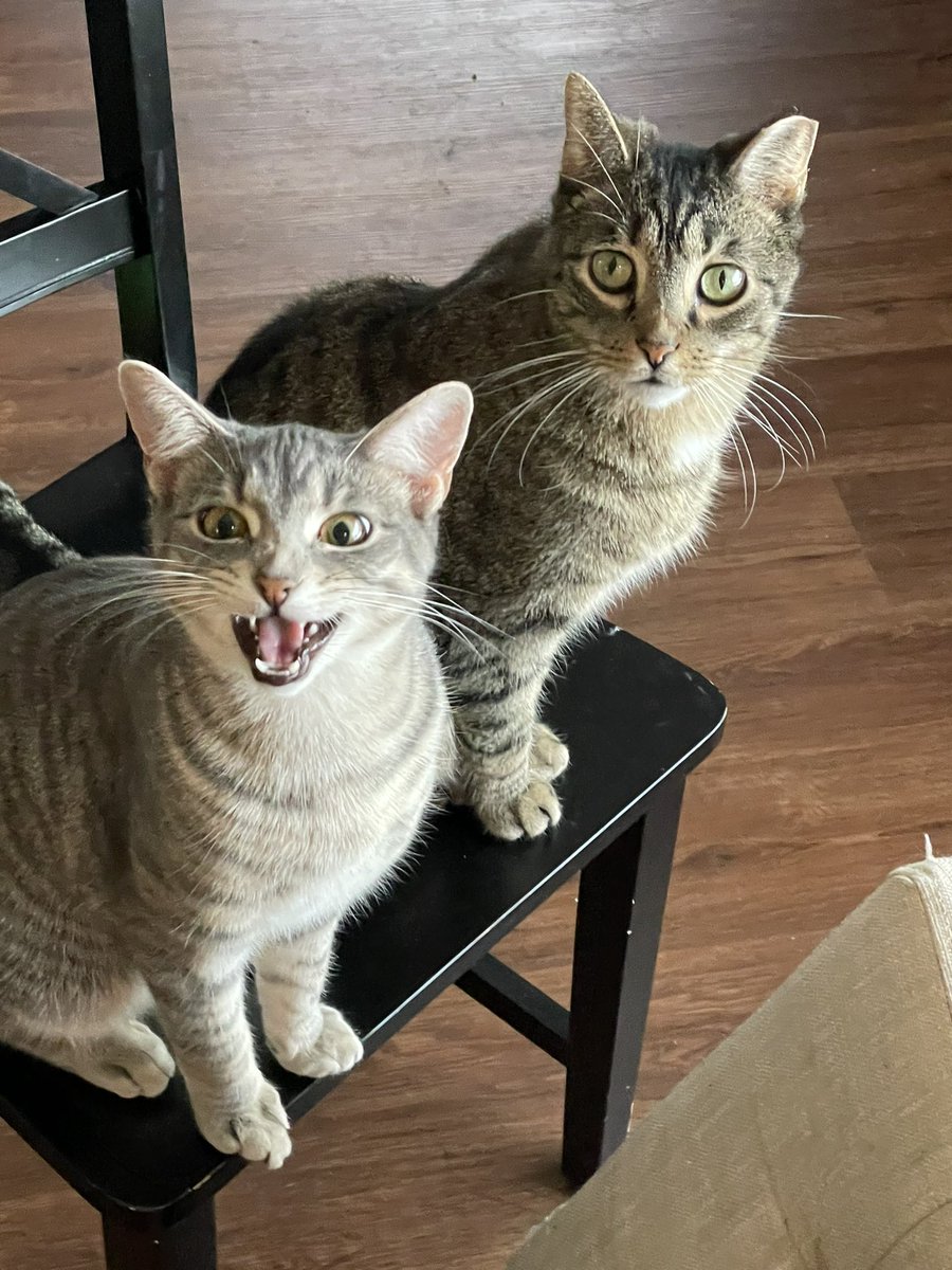 weavingwebb4ev's tweet photo. Happy #NationalLoveYourPetDay from these weirdos that I love with all my ❤️ #Piper #MrPants https://t.co/2D6hYuV6JK