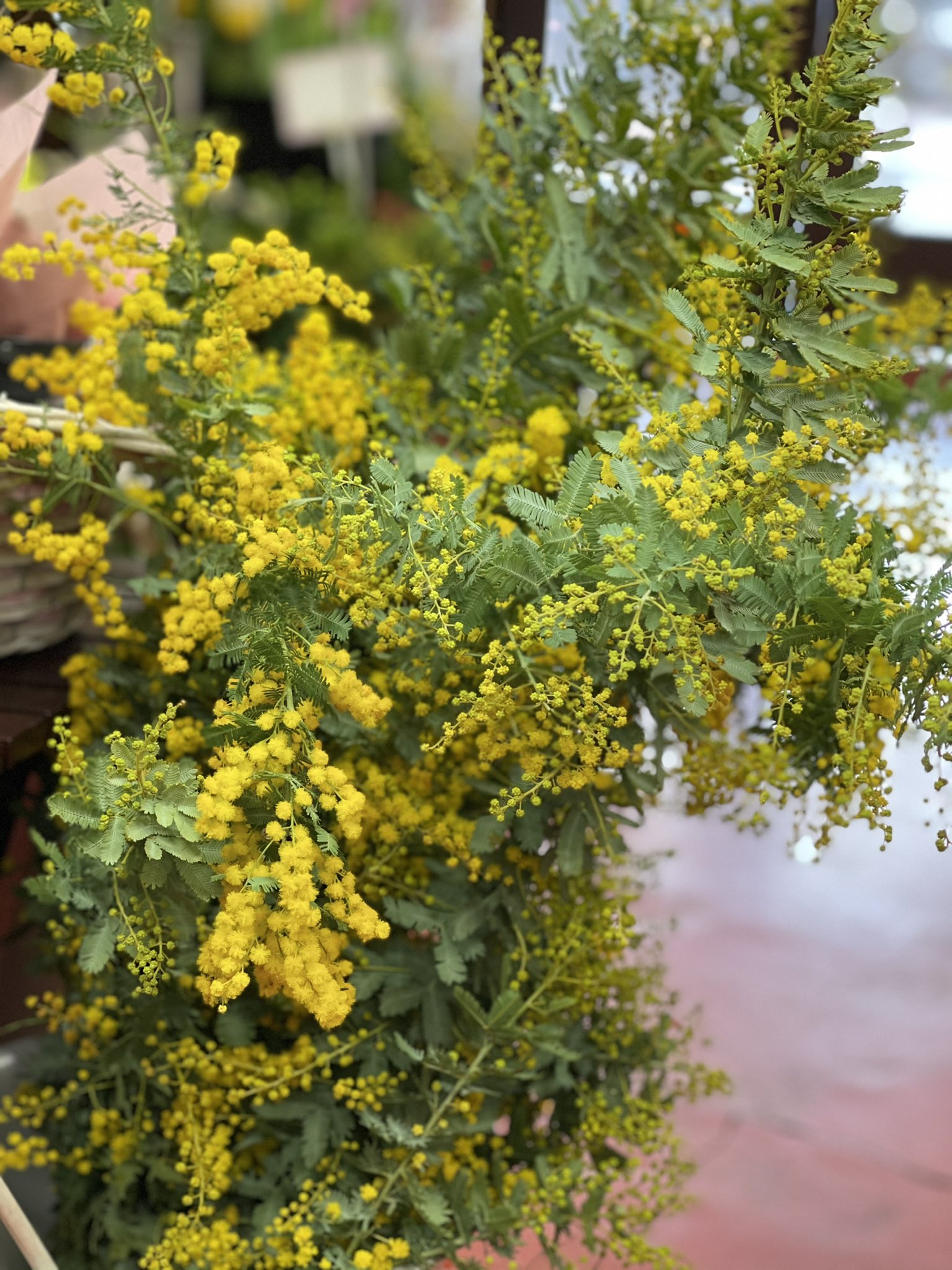 あべフローリスト ミモザアカシア ひっそりと入荷しておりました 花粉症にはつらいお花です T Co Qim0oyoo4a Twitter