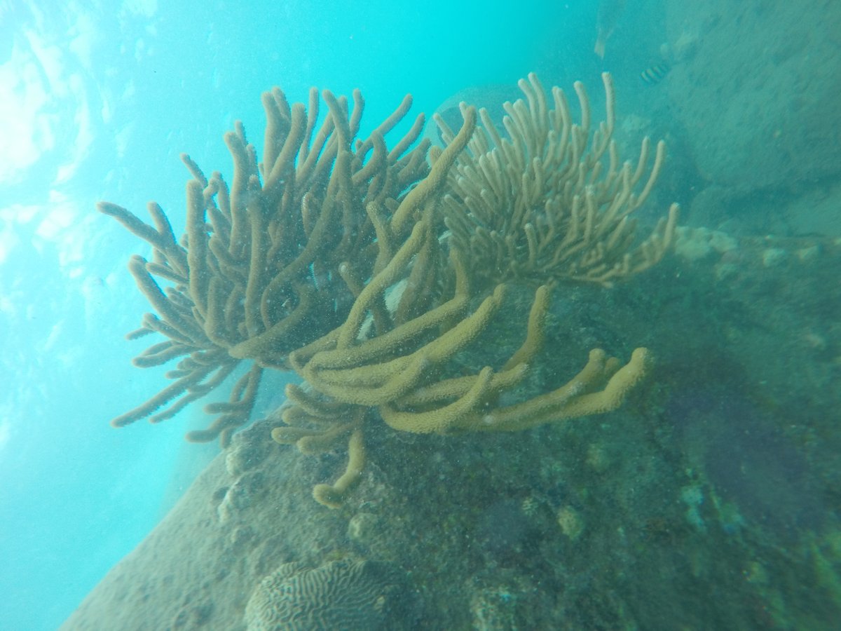 #LaAcidificaciónDelOcéano impide que los moluscos y los arrecifes de coral formen conchas. Los océanos sufren porque todo está conectado ecológicamente.
#ambientalovers 🌎💪
#peruanosambientalistasdelbicentenario💡🐬