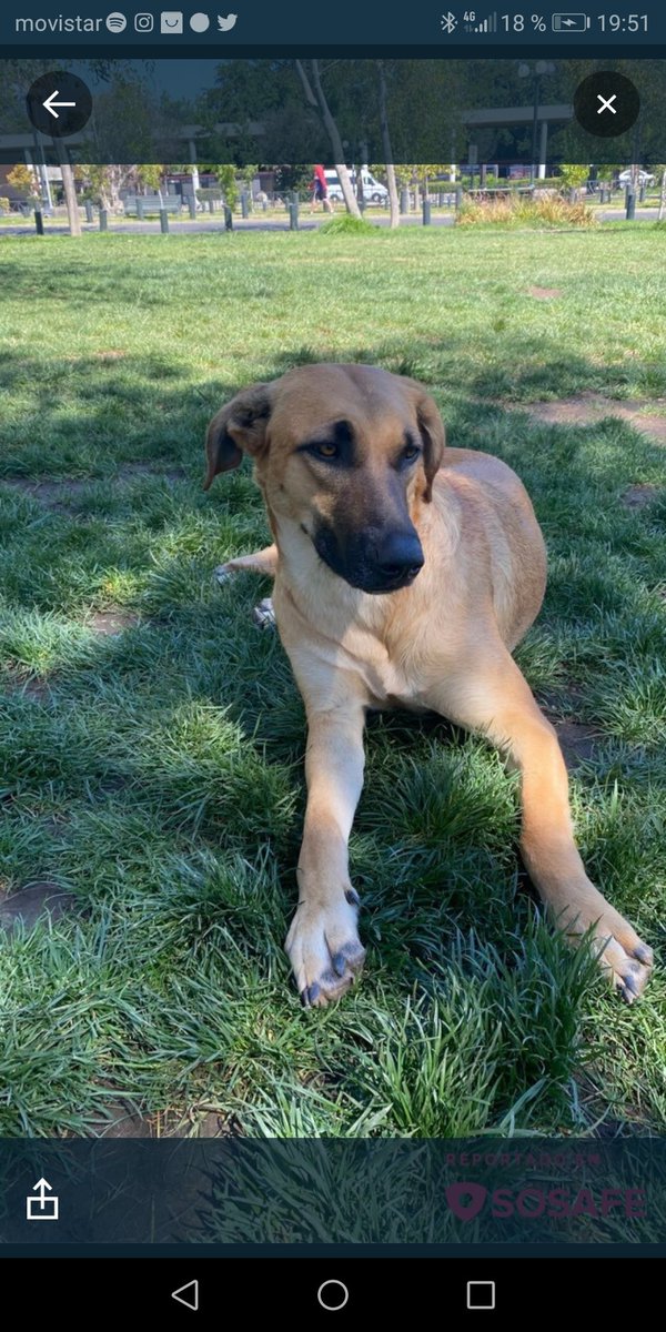 AyudaPeluditos's tweet photo. Urgente! Abandonado ahora esta en plaza rio de janeiro prov (el bosque con Pocuro.. Se busca hogar temporal!! Se lleva bien con todos @PatssyPatt_ @Kristian_Mella @pe_rruno @KathySalosny @AnimalistaProvi @Muni_provi @Animalperdidocl @ChilePerdidos @AnimalesProtege @SOSMascotasCL https://t.co/y4B2eSwoYU