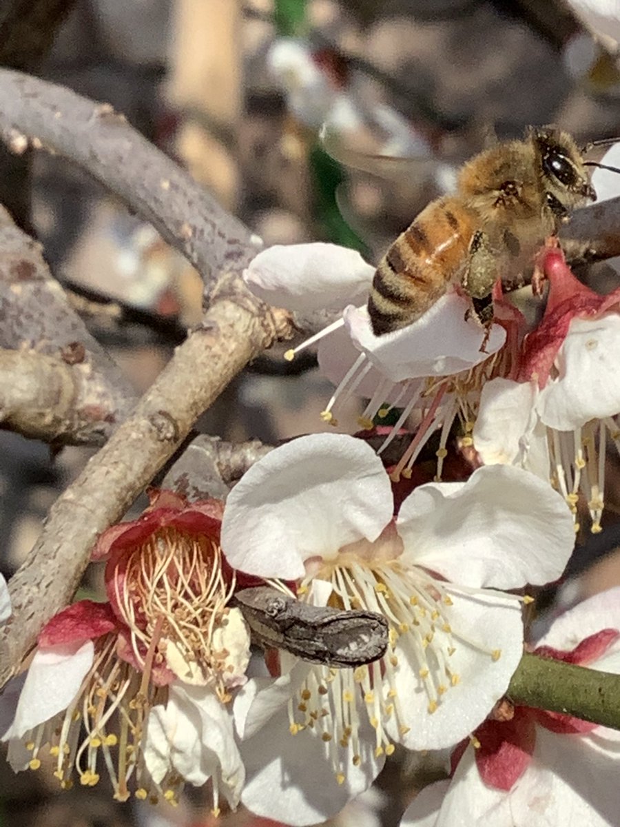 花粉玉 Twitter Search