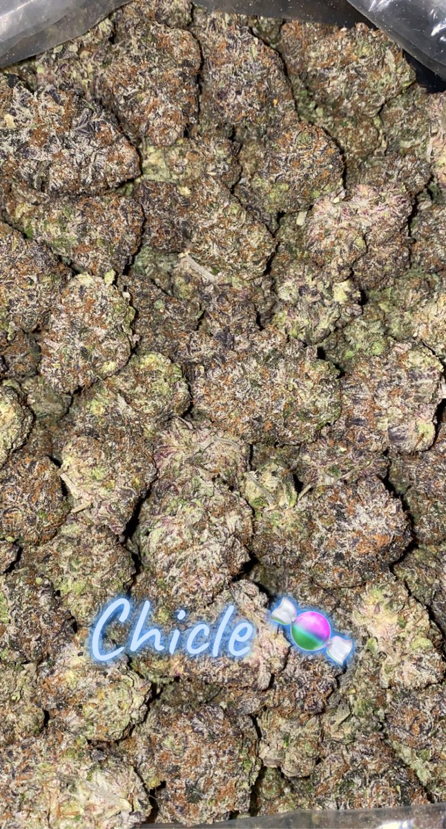 EZ7King420's tweet photo. This that #chicle straight 🍬 🍪 I hope everyone is having a good #SaturDAZE and enjoys the rest of the weekend. #potporn  #CaliStoner #cookiemoney #topshelflife #StonerFam #onlysmokethefinest #cannabislover #cannafam #growyourown #cannabiscommunity #potporn #HighLifeLiving https://t.co/DLSv7p9Hnr