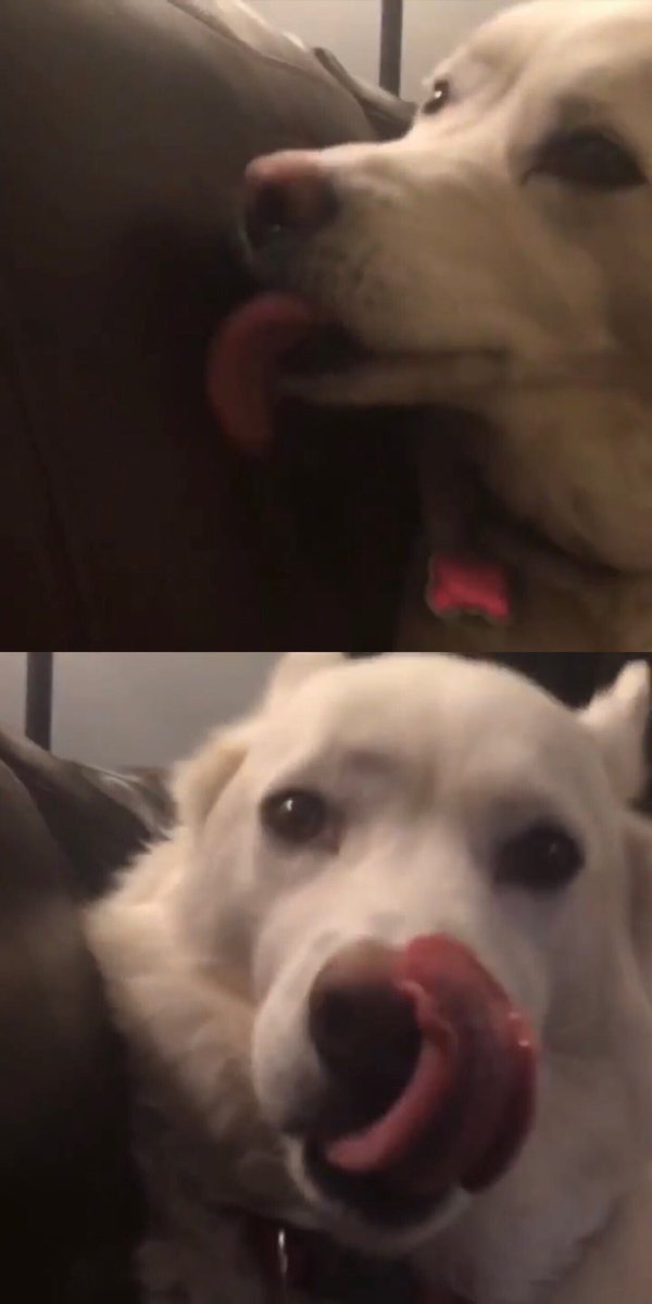 kumapaws376's tweet photo. #husky #huskies #woolyhusky #redhusky #Whitehusky #dogs #pups #flooves #doge #pupper #doggo #シベリアンハスキー #シベリアン #ハスキー #パッパー #dogsoftwitter #DogsofTwittter #siberianhusky #floofs #floof #сибирскийхаски #хаски #pooch #хаскифото #sibirischerhusky #بحةسيبيرية #أجش https://t.co/BTSSxUxoaw